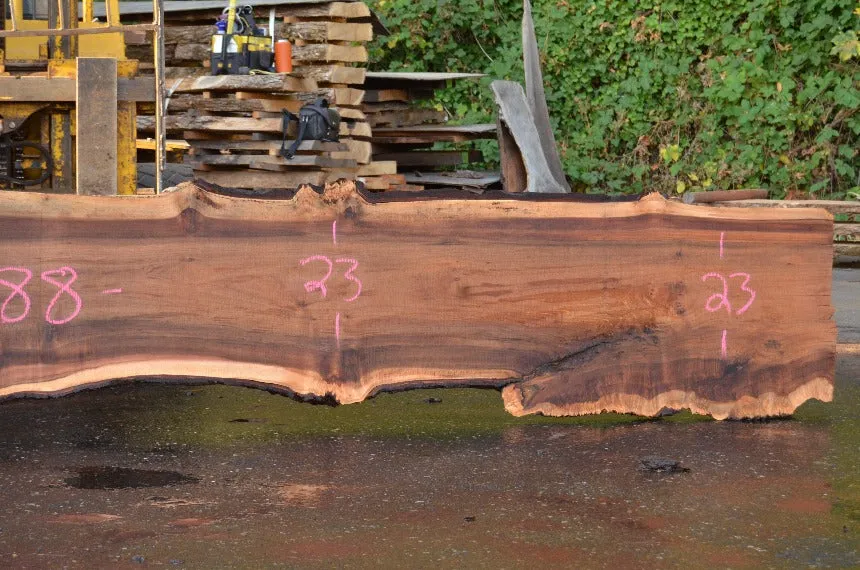 Big Leaf Maple Slab 091322-02